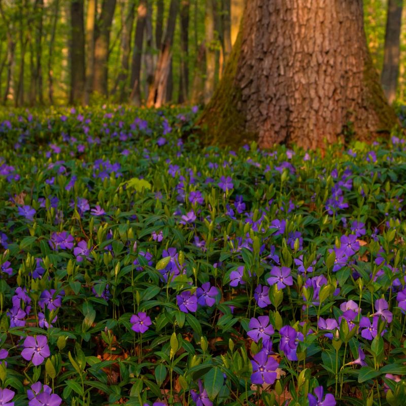 Periwinkle