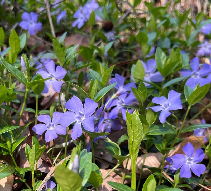 Periwinkle (Vinca)