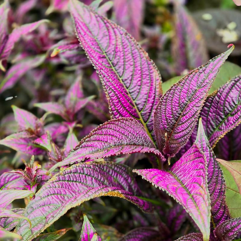 Persian Shield (Strobilanthes dyerianus)