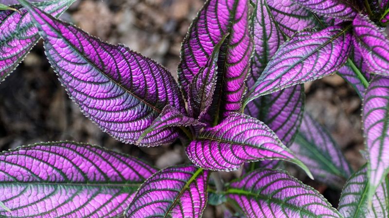 Persian Shield (Strobilanthes dyerianus)