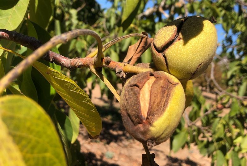 Persian Walnut