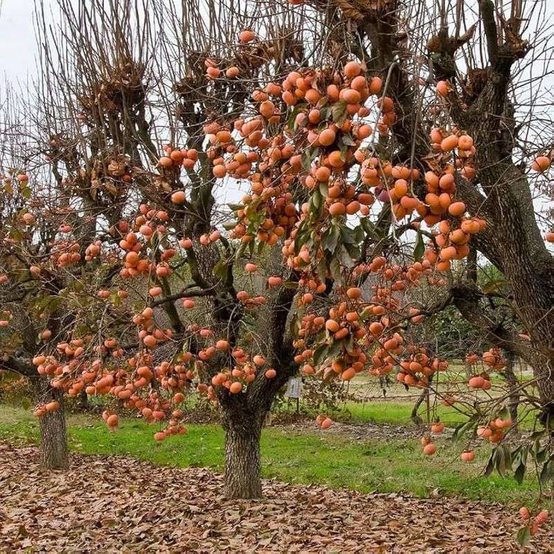 Persimmon Tree