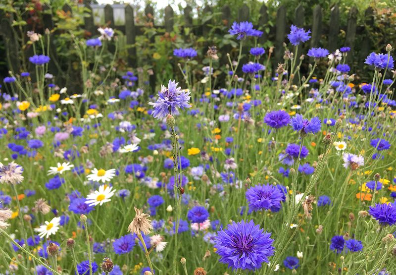 Petite Wildflower Meadow