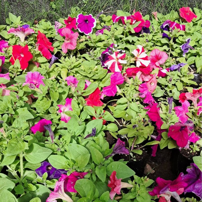 Petunia (Petunia spp.)