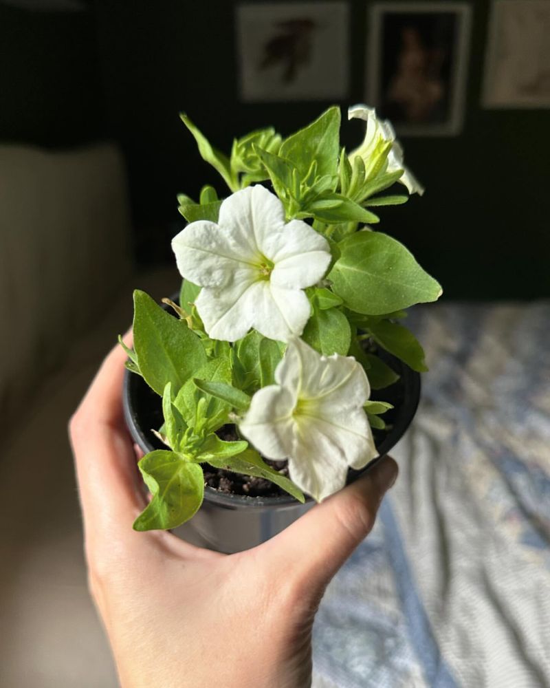 Petunia