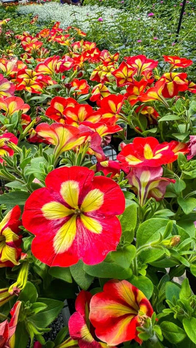 Petunias