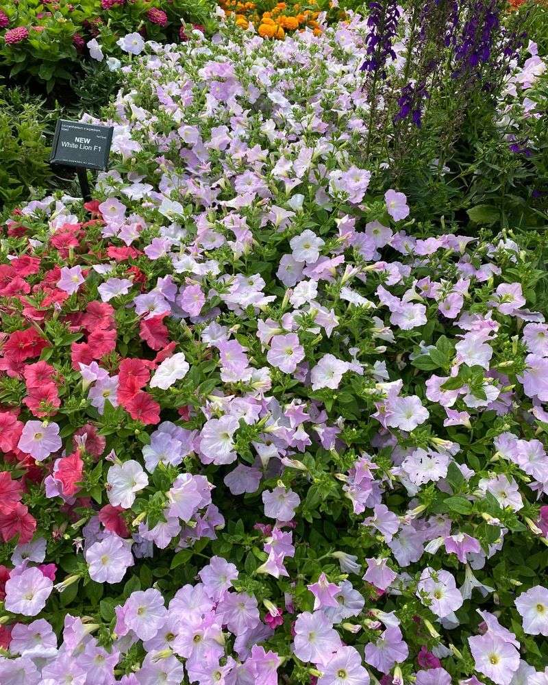 Petunias