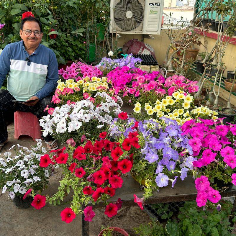 Petunias