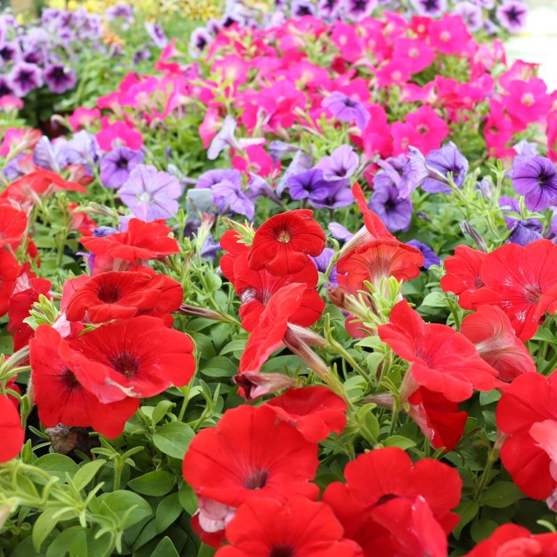 Petunias