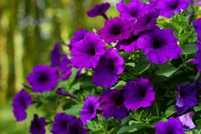 Petunias