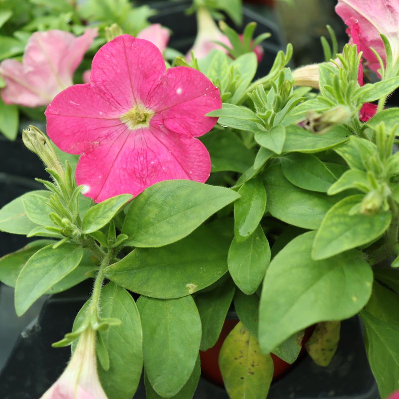 Petunias