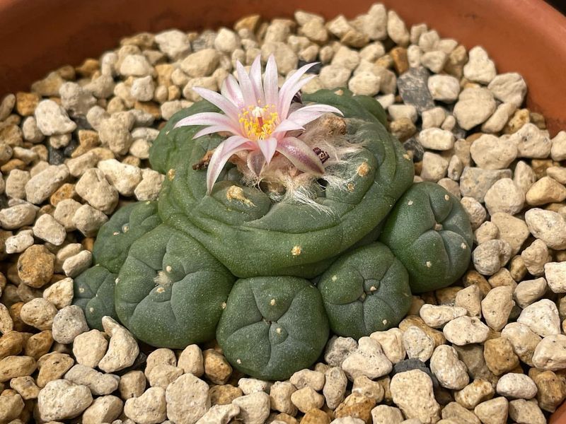 Peyote Cactus