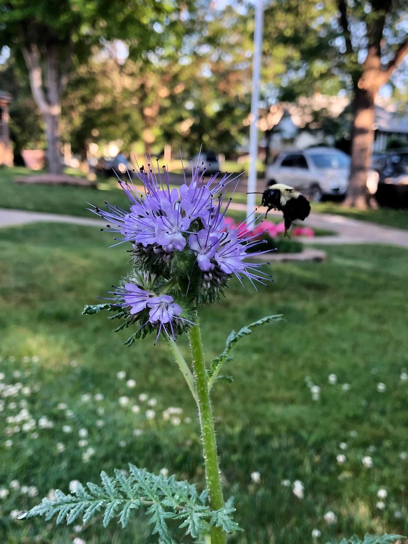 Phacelia