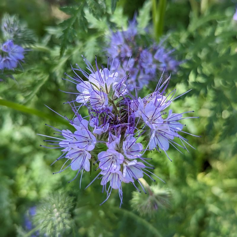 Phacelia