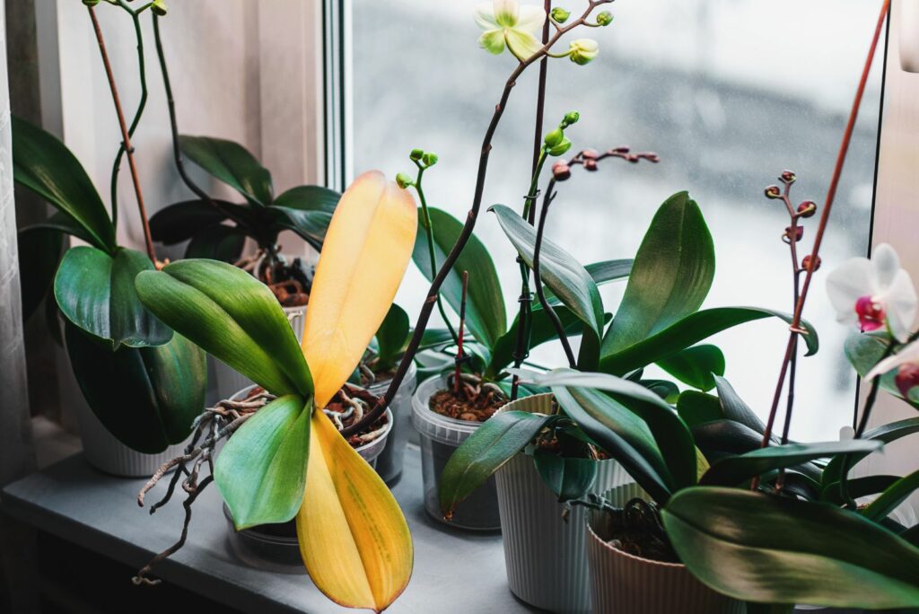 Phalaenopsis orchid leaves turning yellow due to root rot