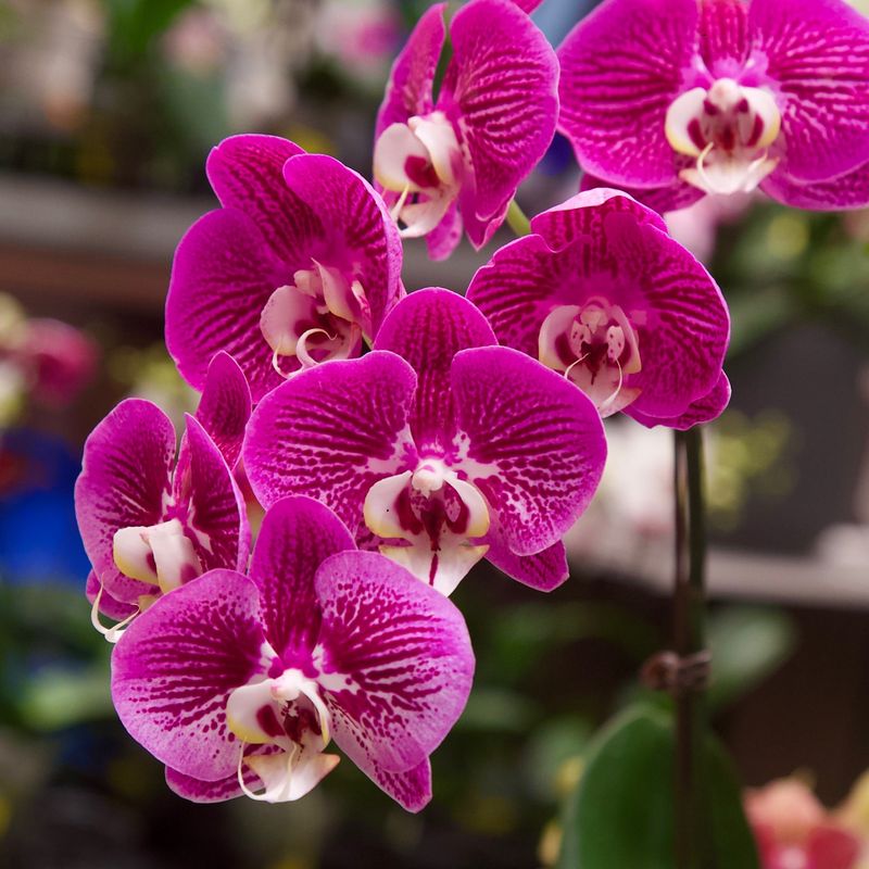 Phalaenopsis