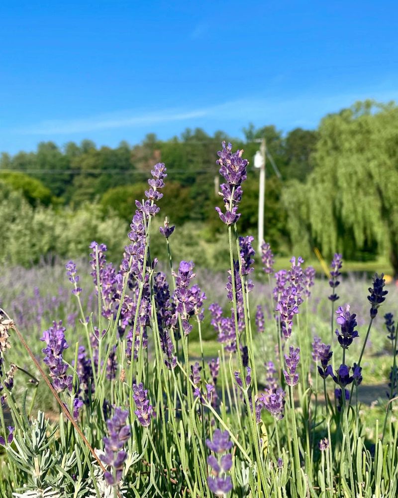 Phenomenal Lavender