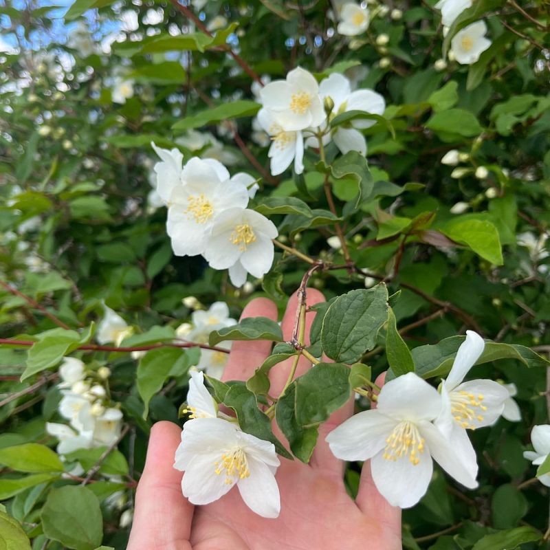 Philadelphus coronarius