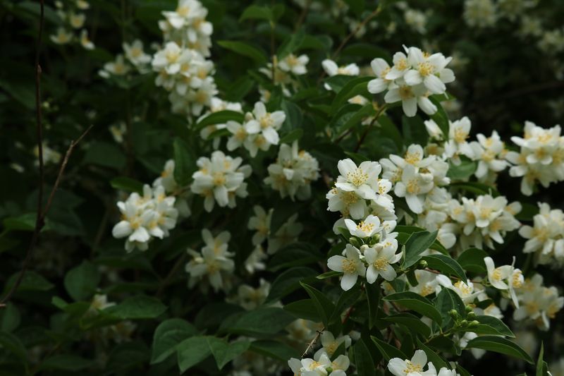 Philadelphus