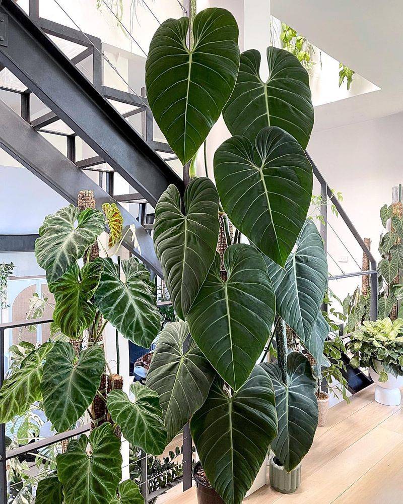 Philodendron