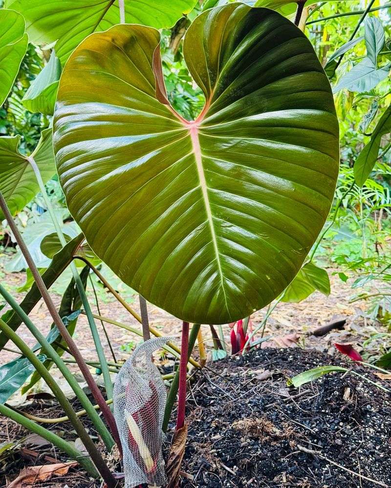 Philodendron