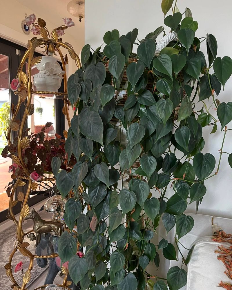 Philodendron