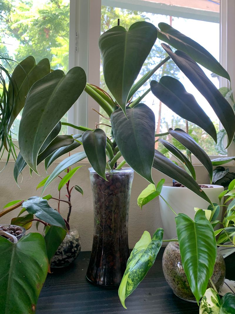 Philodendron