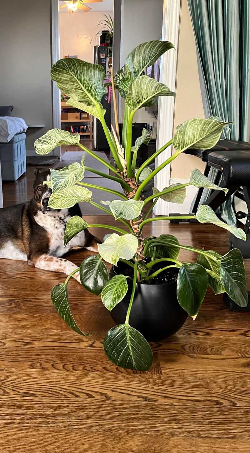 Philodendron