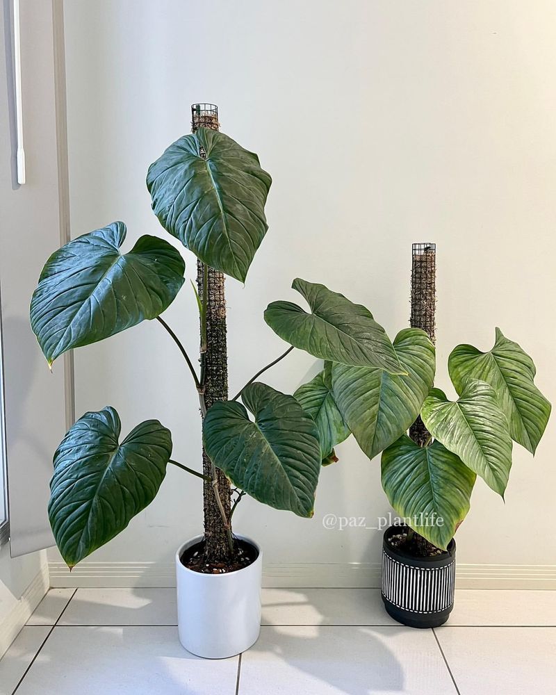 Philodendron