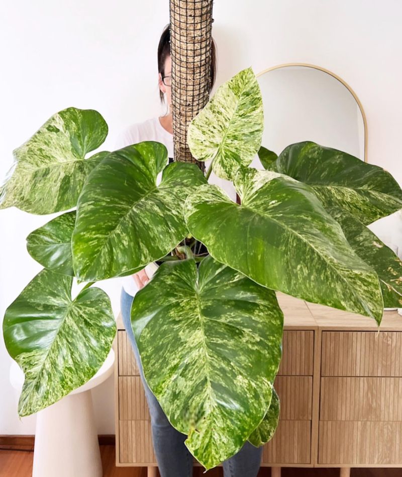 Philodendron