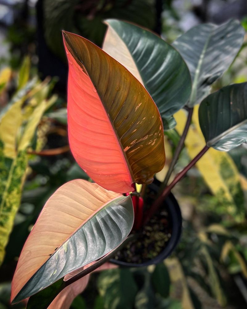 Philodendron 'Rojo Congo'