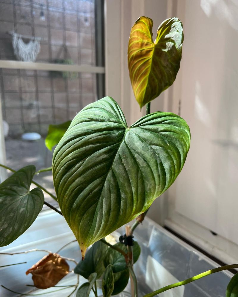 Philodendron