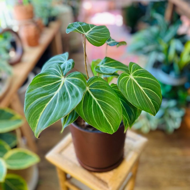 Philodendron