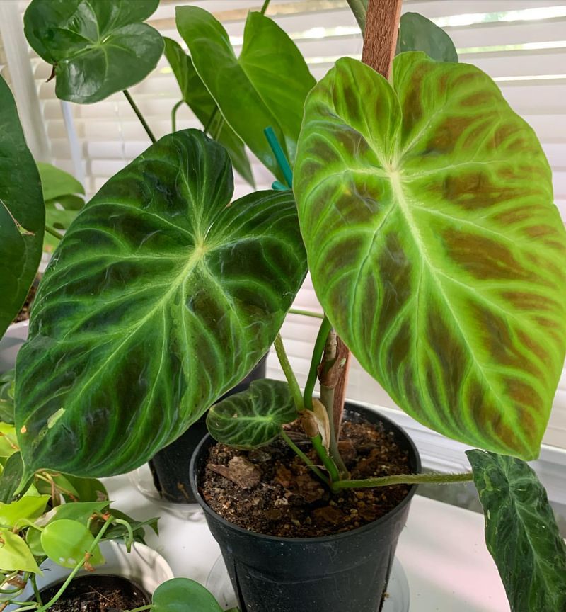 Philodendron