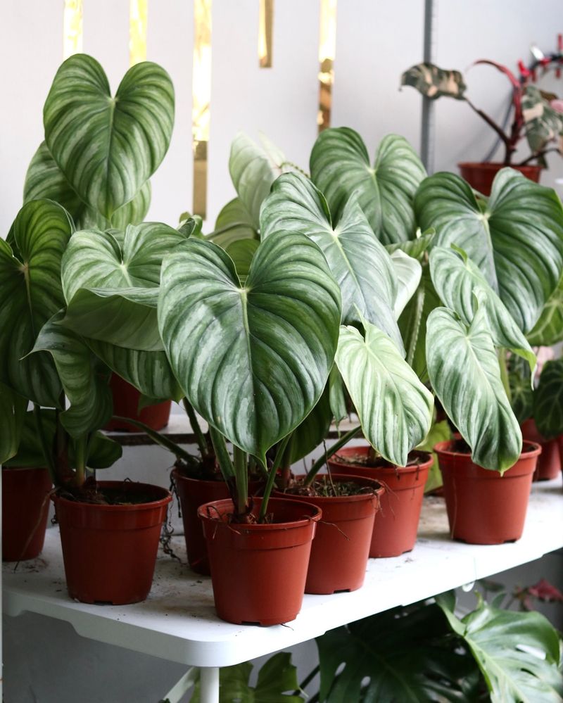 Philodendron