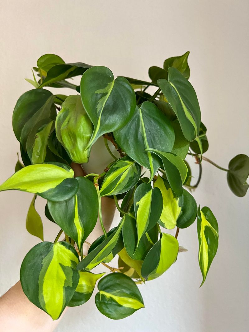 Philodendron Brasil