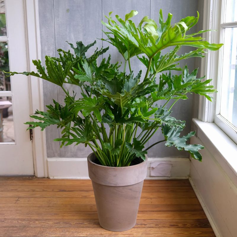 Philodendron Selloum