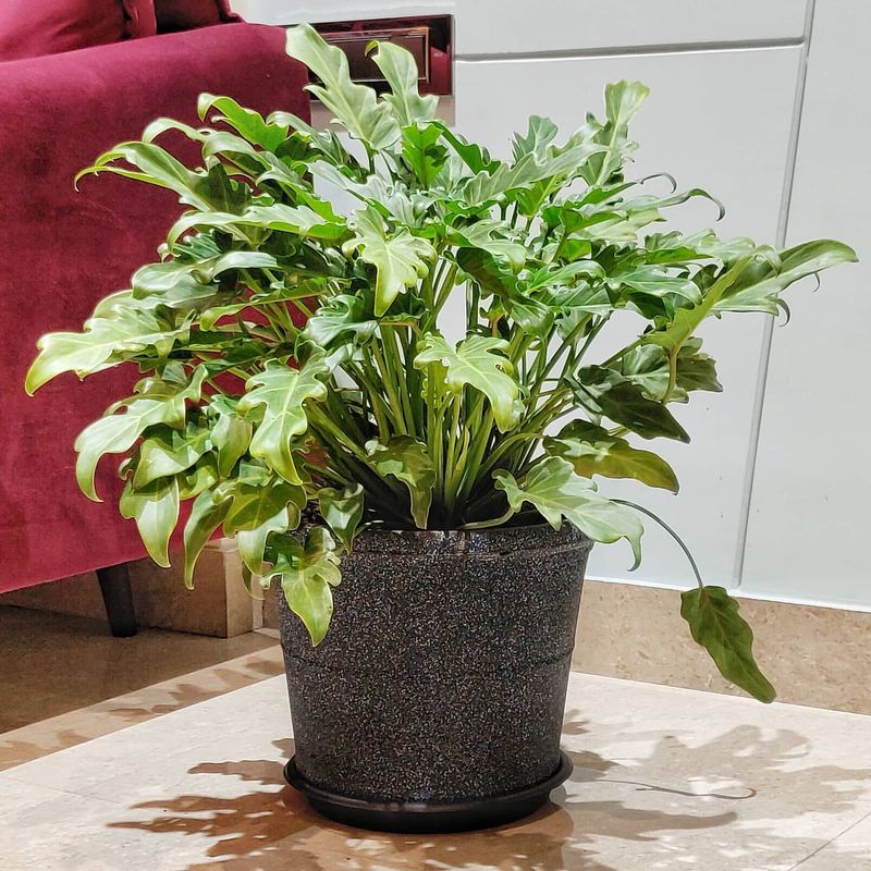 Philodendron Xanadu