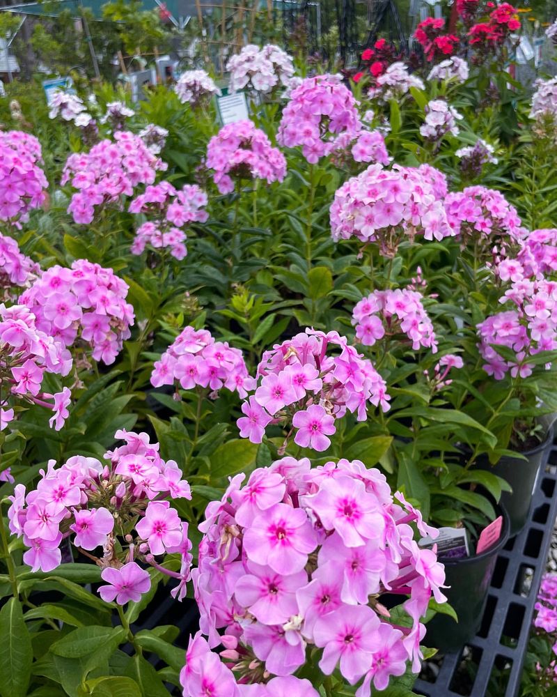 Phlox