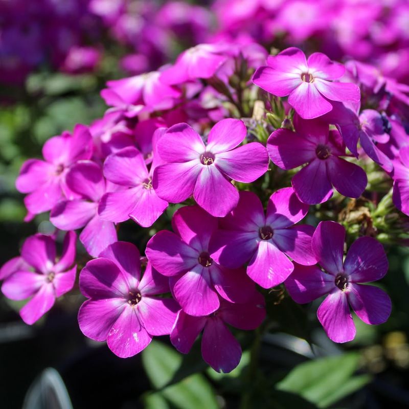 Phlox