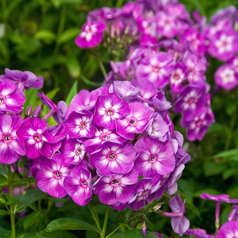 Phlox