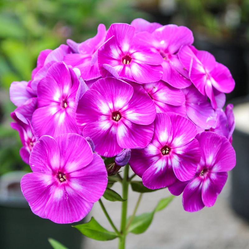 Phlox