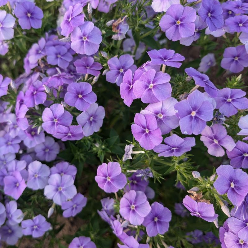 Phlox