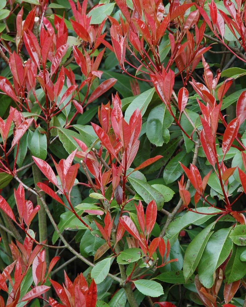 Photinia