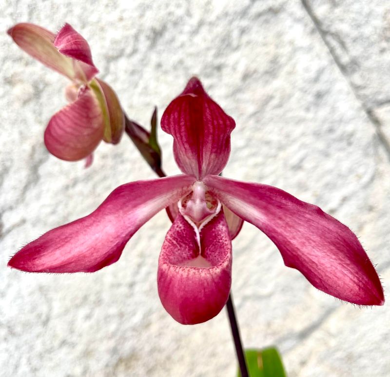 Phragmipedium