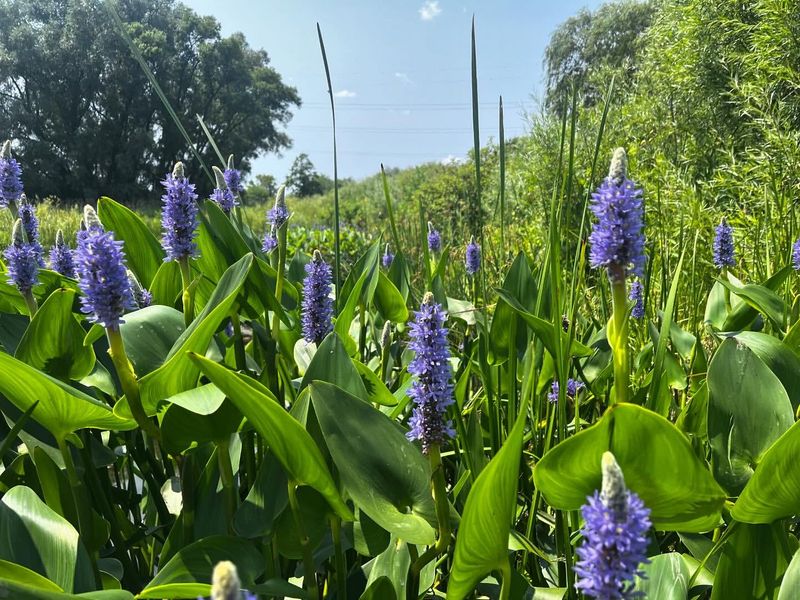 Pickerel Weed