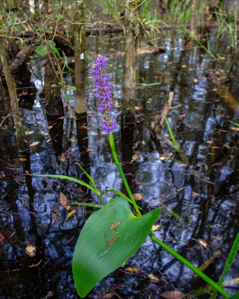 Pickerel Weed