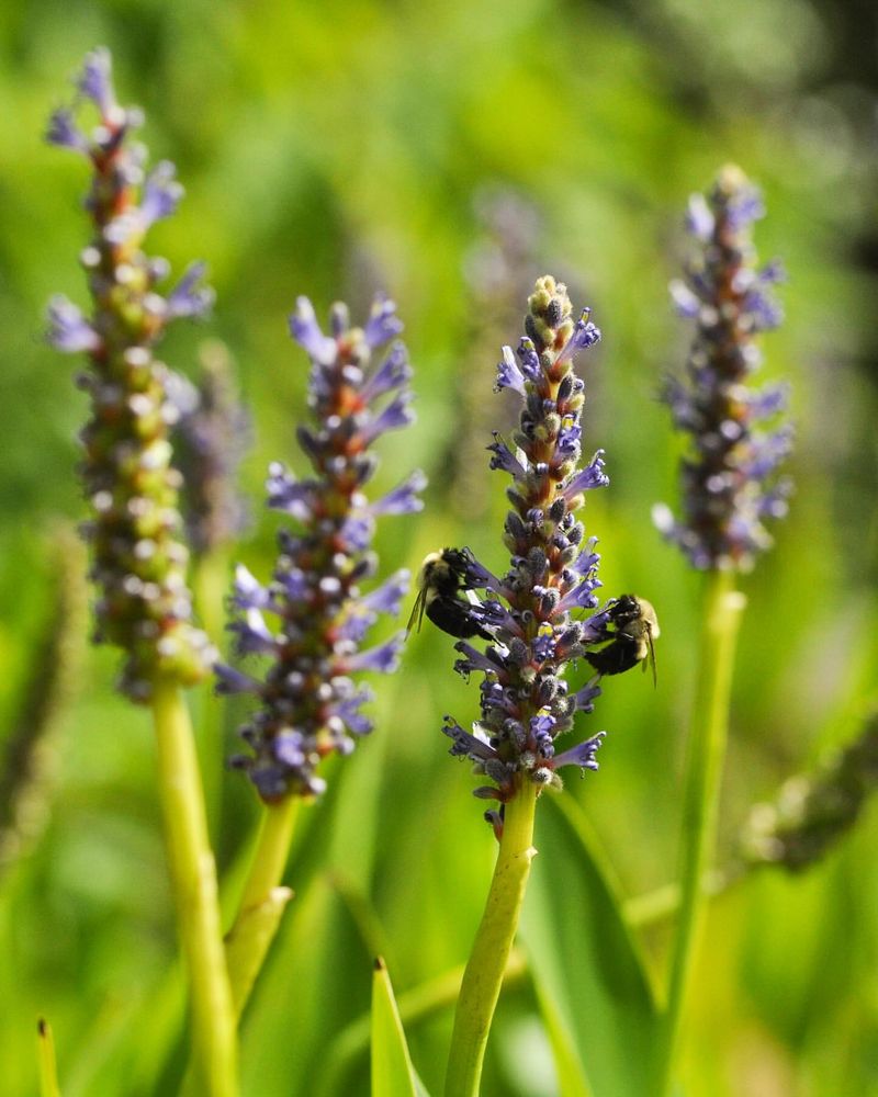 Pickerelweed