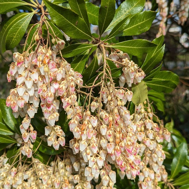 Pieris Japonica