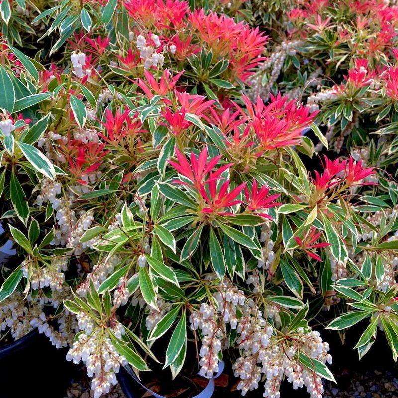 Pieris japonica